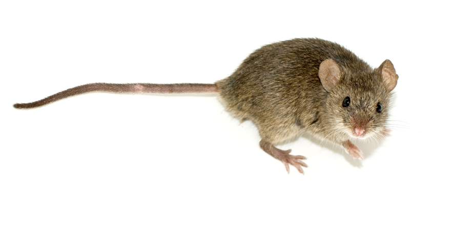 RATÓN COMÚN