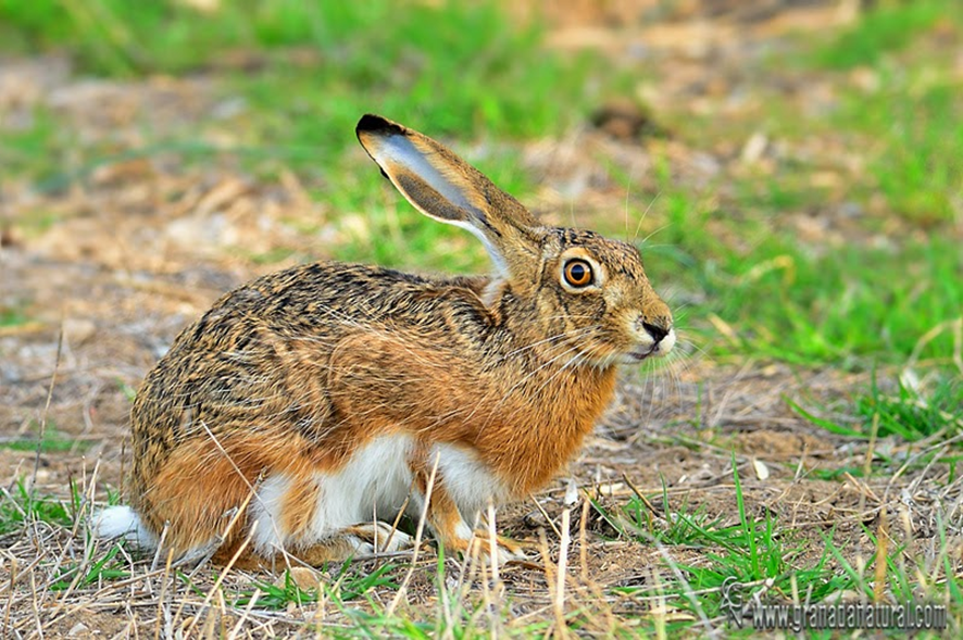LIEBRE